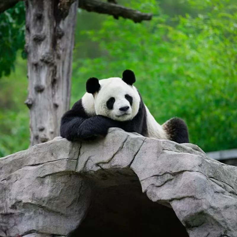 熊猫谷【成人票】熊猫谷门票【先拍-预约-然 后证件入园】